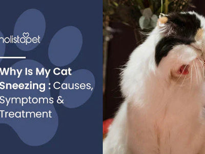 Why Is My Cat Sneezing : Causes, Symptoms & Treatment