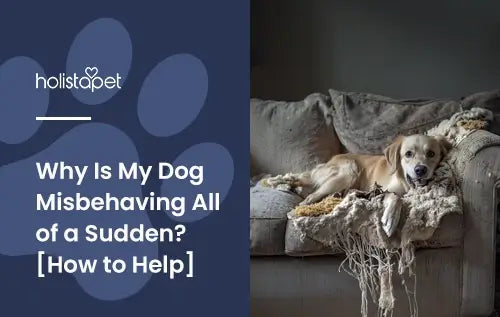 Why Is My Dog Misbehaving All Of A Sudden