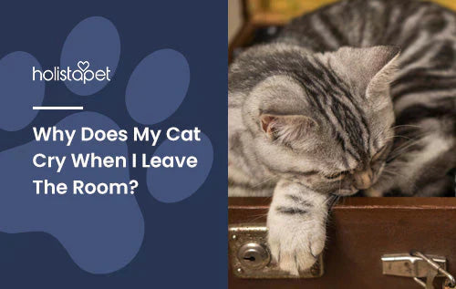 what to do if your cat has separation anxiety