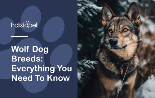 Everything you need to know about Wolf Dogs