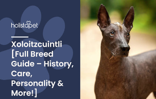 Xoloitzcuintli full breed guide