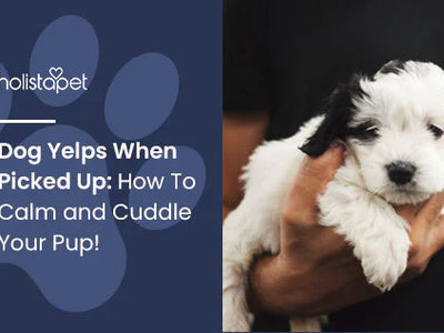 Dog Yelps When Picked Up: How To Calm and Cuddle Your Pup!