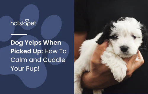 How to calm yelping dog when picked up