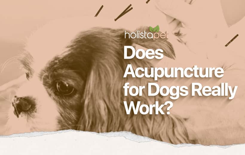 Acupuncture for Dogs [The Ultimate Guide To This Holistic Alternative]