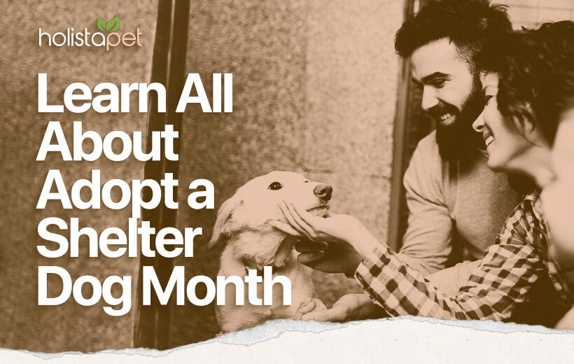 Adopt a Shelter Dog Month [When Is It &amp; How Can I Celebrate?]