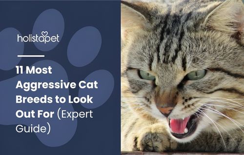 Close-up of a tabby cat with green eyes and open mouth showing teeth, illustrating traits commonly linked to aggressive cat breeds