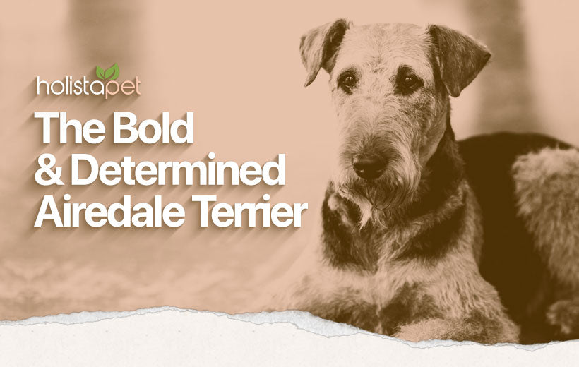 Airedale Terrier Dog Breed [Complete Breed Guide]