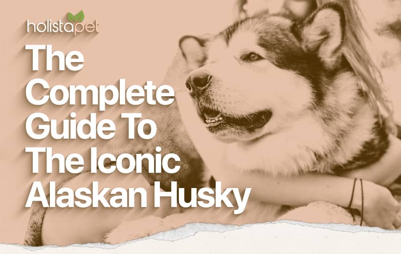 Alaskan Husky Dog Breed Temperament & Personality [Full Guide]