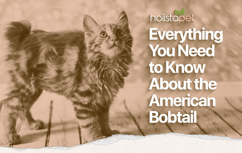 American Bobtail: Breed Profile [Care, Pictures, & More]