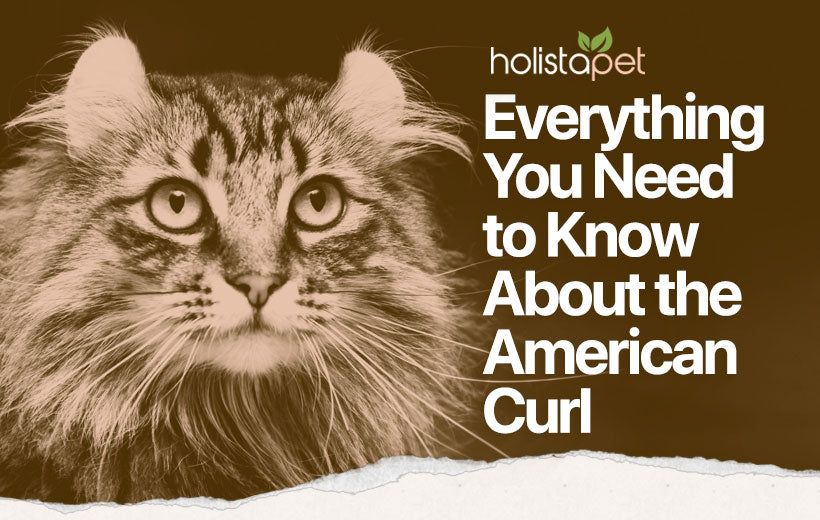 American Curl: Personality, Origins, Care, Photos, & More