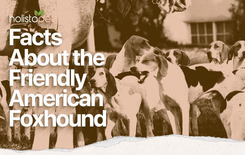 American Foxhound: Complete Breed Information