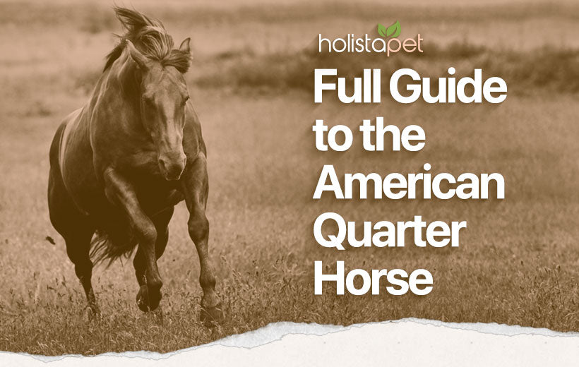 American Quarter Horse: Racehorse of the U.S. [Breed Information]