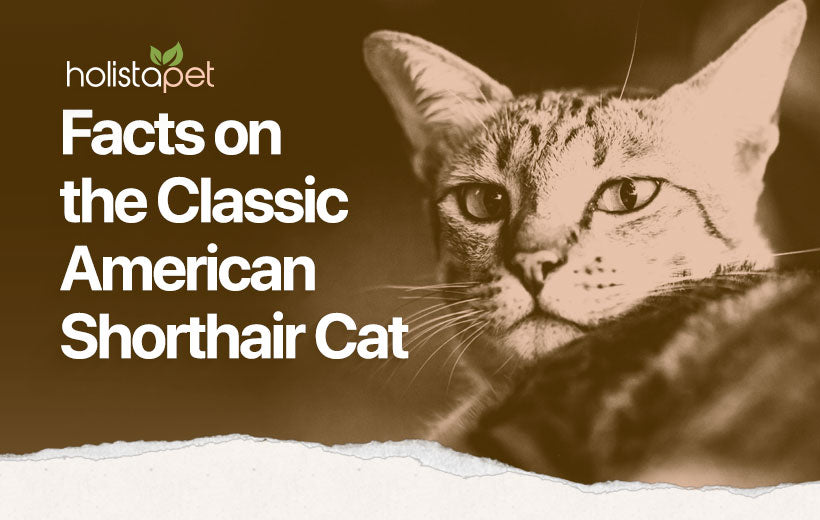 American Shorthair: Complete Guide to the All-American Cat [Care & More]