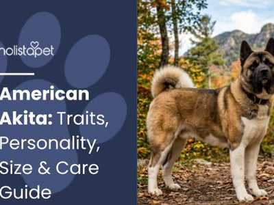 American Akita: Traits, Personality, Size & Care Guide