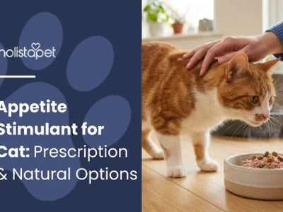 Appetite Stimulant for Cat: Prescription & Natural Options