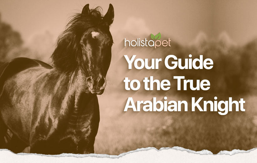 Arabian Horse: Complete Breed Guide [Temperament, Care, & More]