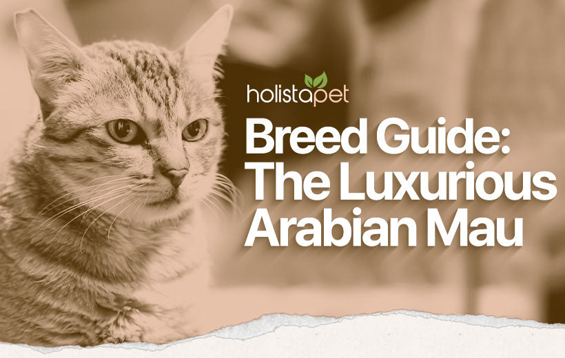 Arabian Mau Cat Breed [Full Guide: History, Nutrition, Care, and More]