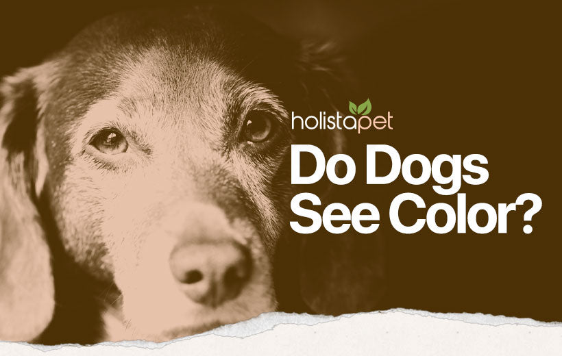 Are Dogs Color Blind? [Sort of, Find Out the Truth Here!]