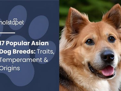 17 Popular Asian Dog Breeds: Traits, Temperament & Origins