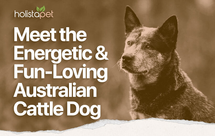 Australian Cattle Dog: Top Breed Facts & Care Guide