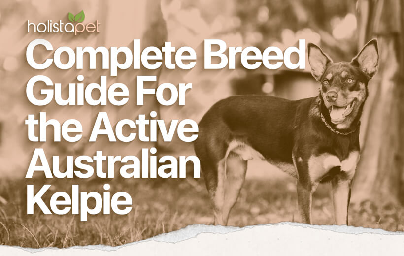Australian Kelpie: All About This Intelligent & Energetic Dog Breed