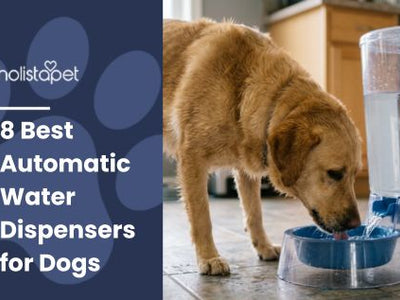 8 Best Automatic Water Dispensers for Dogs