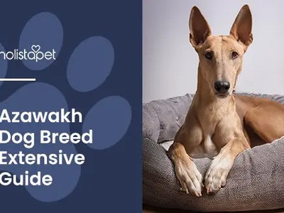 Azawakh Breed Guide: The Elegant African Sighthound