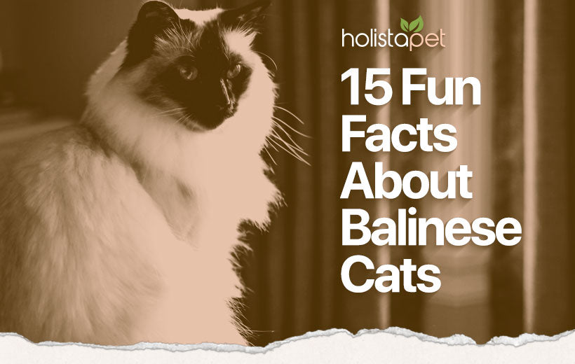 Balinese Cat Breed: The Siamese-Style Feline That's Full of Love