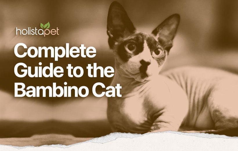 Bambino Cat: Personality & Cat Breed Characteristics