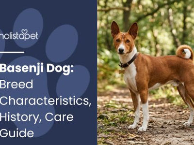 Basenji Dog: Breed Characteristics, History, Care Guide