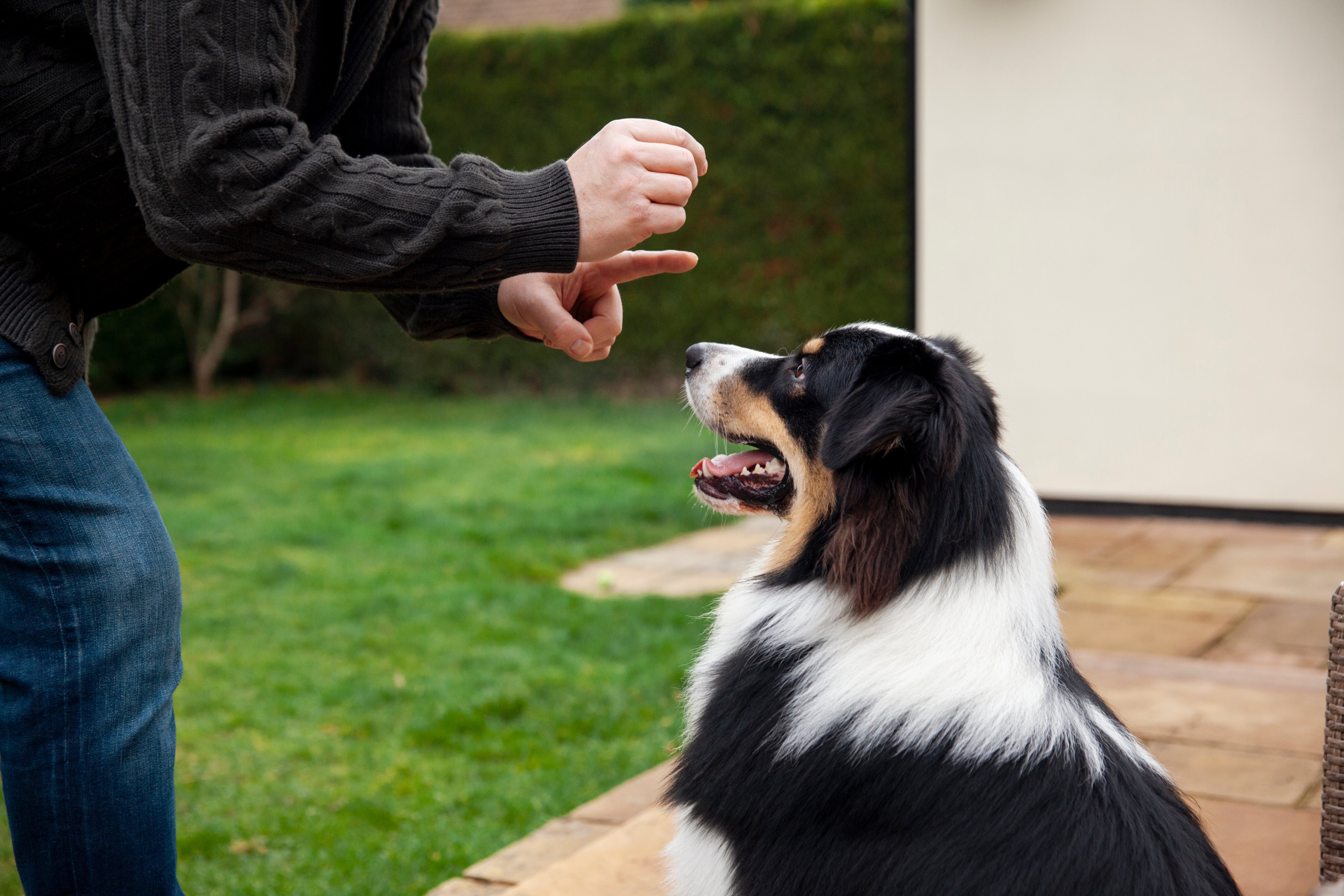 Can You Really Teach Your Dog Tricks Step by Step at Home?
