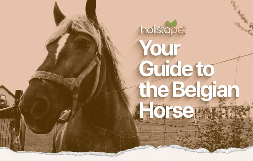 Belgian Horse: A Comprehensive Breed Guide
