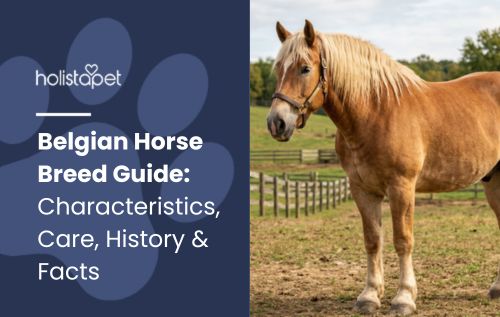 Belgian Horse Breed Guide: Characteristics, Care, History & Facts