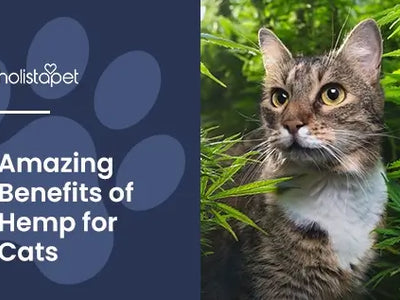 Hemp For Cats: Why This Super Plant May Change Your Cat's Life