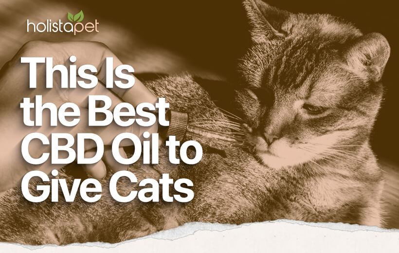 Best CBD Oil For Cats: Give Your Feline the Finest CBD