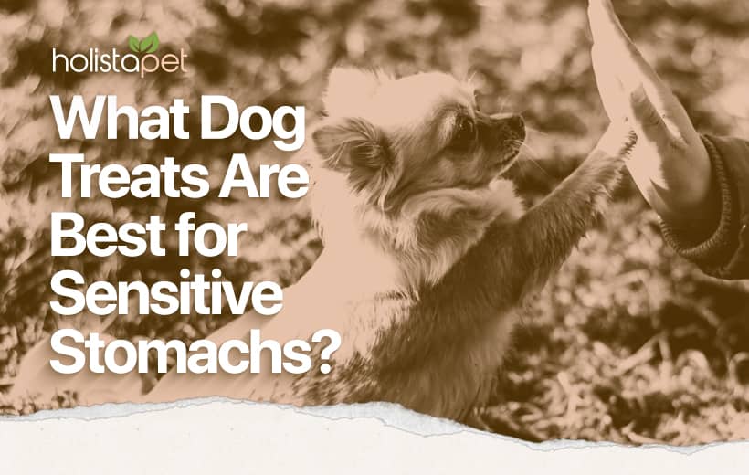 Best Dog Treats for Sensitive Stomachs: Everyone Deserves a Treat!