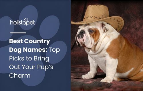 Best Country Dog Names featured blog image by Holistapet. Shows a British Bulldog wearing a cowboy hat.