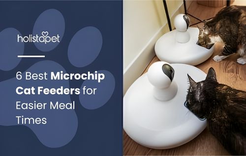 Two cats are playing with interactive toys that have a white base and a small ball on top, showcasing a fun setup often paired with the best microchip cat feeders for a smarter pet care routine.