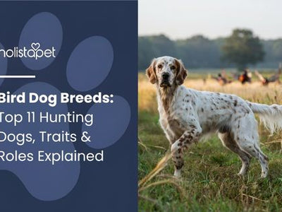 Bird Dog Breeds: Top 11 Hunting Dogs, Traits & Roles Explained