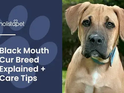 Black Mouth Cur: History, Personality, & Care Tips