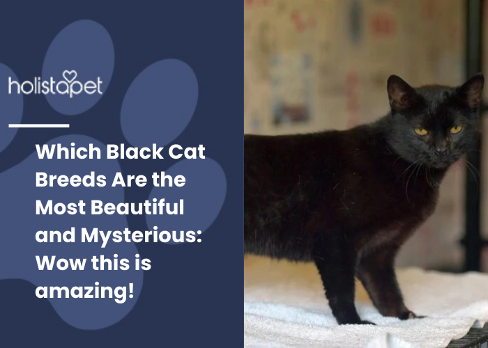 a beautiful black cat standing