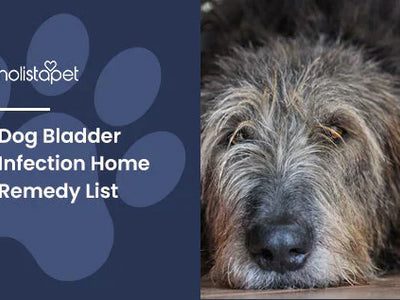 Dog Bladder Infection Home Remedy List