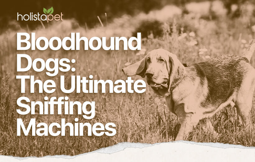 Bloodhound Dog Breed Temperament & Personality [Full Guide]