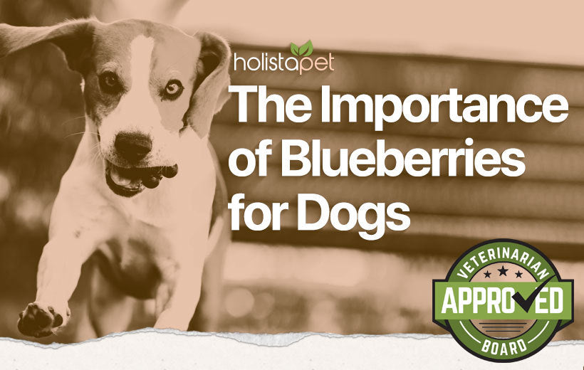 Can Dogs Eat Blueberries? Everything You Should Know