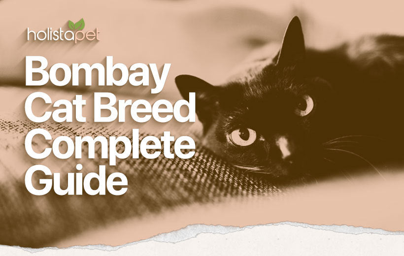 Bombay Cat Breed: Personality & Facts