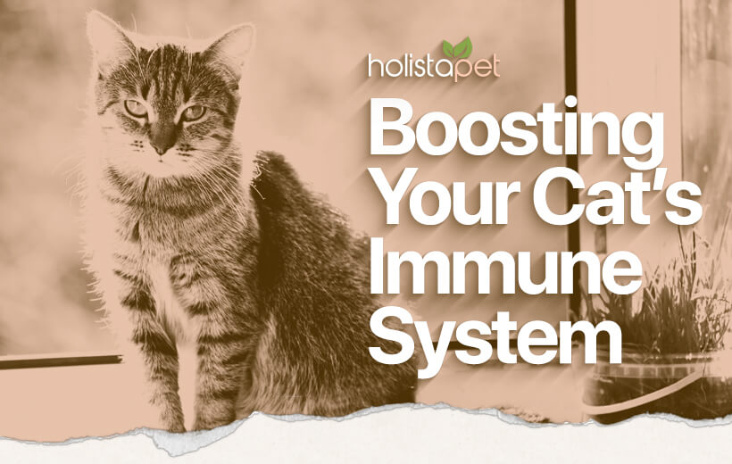 How to Boost Your Cat's Immune System [Start Today]