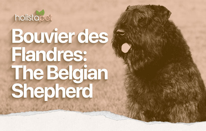 Bouvier des Flandres: Complete Breed Information [Pictures & More!]
