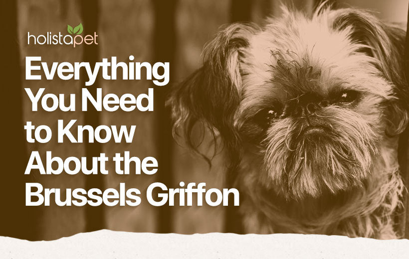 Brussels Griffon: #1 Dog Breed Temperament & Personality Guide