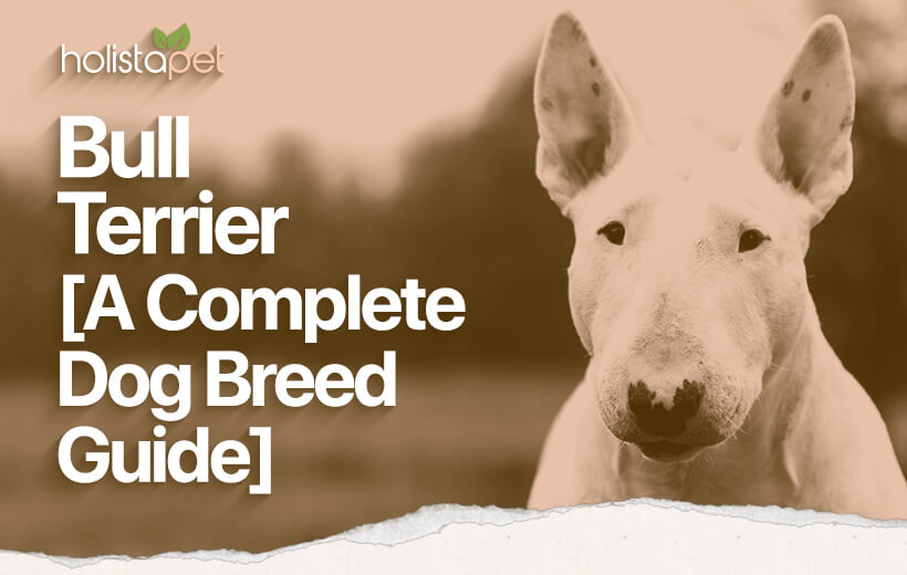 Bull Terrier: All About This Unique & Charming Dog