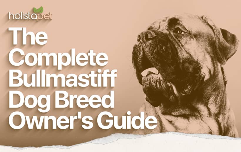 Bullmastiff Dog Breed: Big Facts About One of the Largest Canines